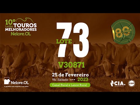 LOTE 73 V30871 - 10º LEILÃO - TOUROS MELHORADORES NELORE OL