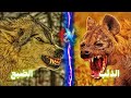 الذئب ضد الضبع من الاقوى