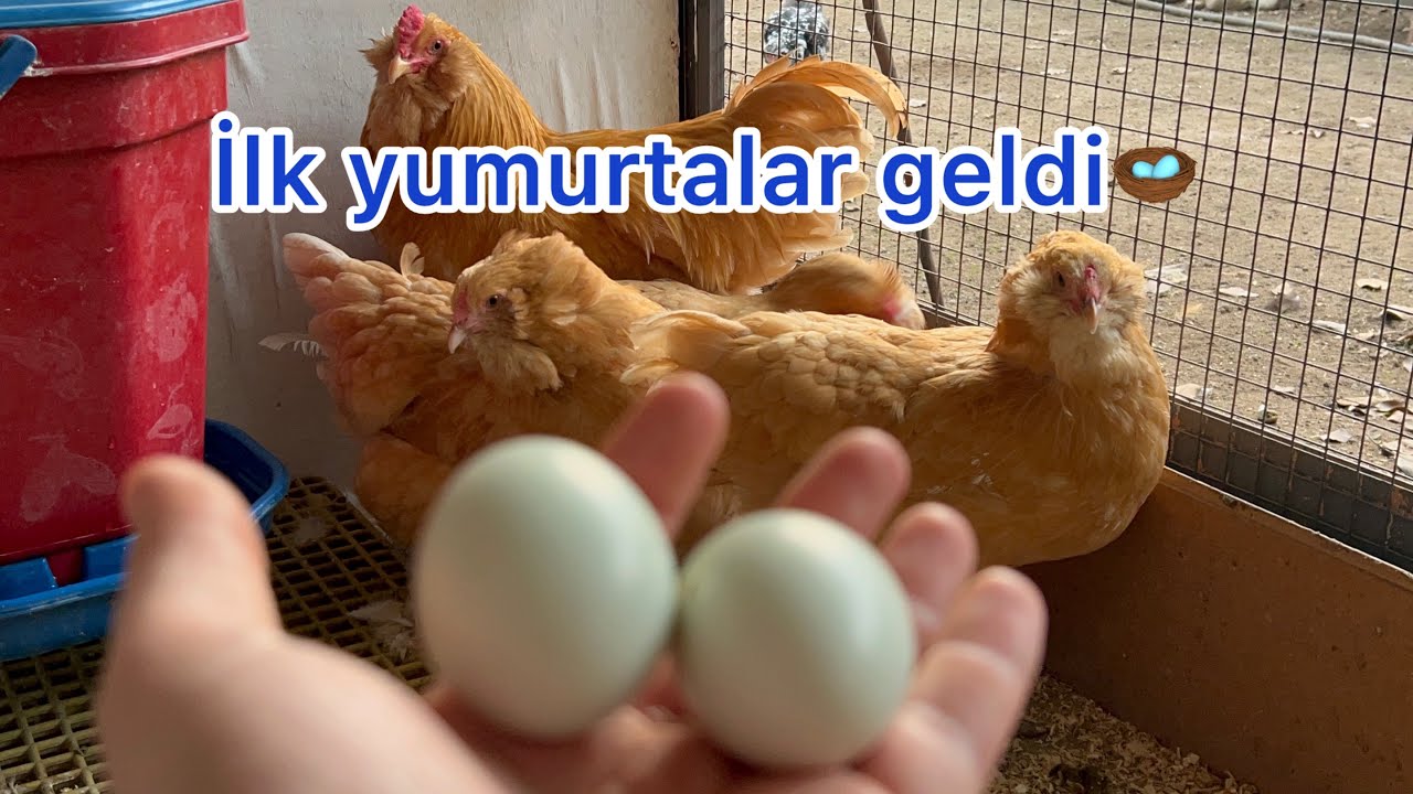 ÇİFTLİKTE SON DURUMLAR~ BUFFLAR YUMURTAYA BAŞLIYOR ~ YENİ TAVUKLAR GELİYOR ~ 