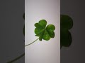 #four leaf clover 🍀#plant #clover #love #