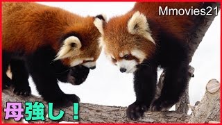 ギンには敵わないレッサーパンダ円実　Red Panda mom is strong