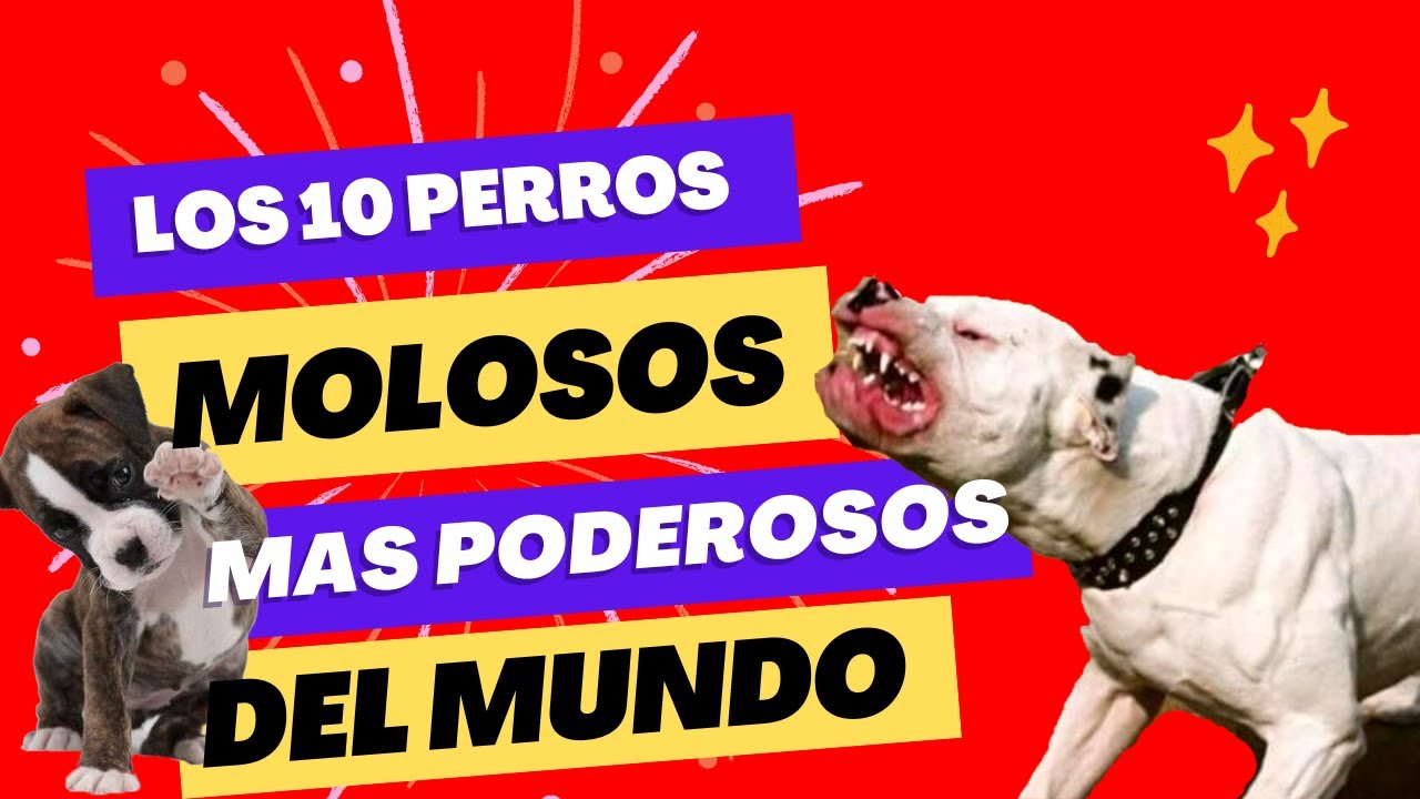 LOS 10 PERROS MOLOSOS MAS PODEROSOS DEL MUNDO 2023 