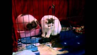 Game for Cat screenshot 3