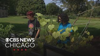 Waubonsee Community College students grow fresh produce for campus food pantry
Its not your typical college classroom. Some students are learning outside at Waubonsee Community College in Sugar Grove, growing their own vegetables and giving them to other students for free at the school’s student-run food pantry.
For video licensing inquiries, contact: licensing@veritone.com Waubonsee Community College students grow fresh produce for campus food pantry