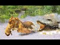 What Should Mother Lion Do When She Tries To Bring Her Cub Across The  River meet Hungry Crocodile?