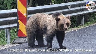 In Rumänien sind die Bären los und warten am Straßenrand auf Futter