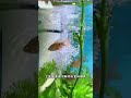 Tiger Barb Fish Breeding — Nature’s Perfect Egg-Layer Aquarium Species!”#ytshorts#viral#trending