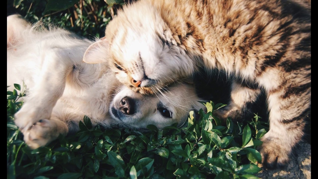 Klassinen laulaja viihteellä, nostalgiaa ja tunnelmaa, Collection 1