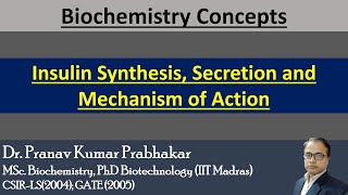 Insulin Synthesis, Secretion, and Mechanism of Action
