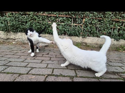 White Raging Cat The most famous Angry White Cat on YouTube keeps Attacking other cats ...