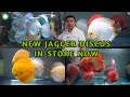 Hundreds of amazing jagger discus fish now available at oz discus