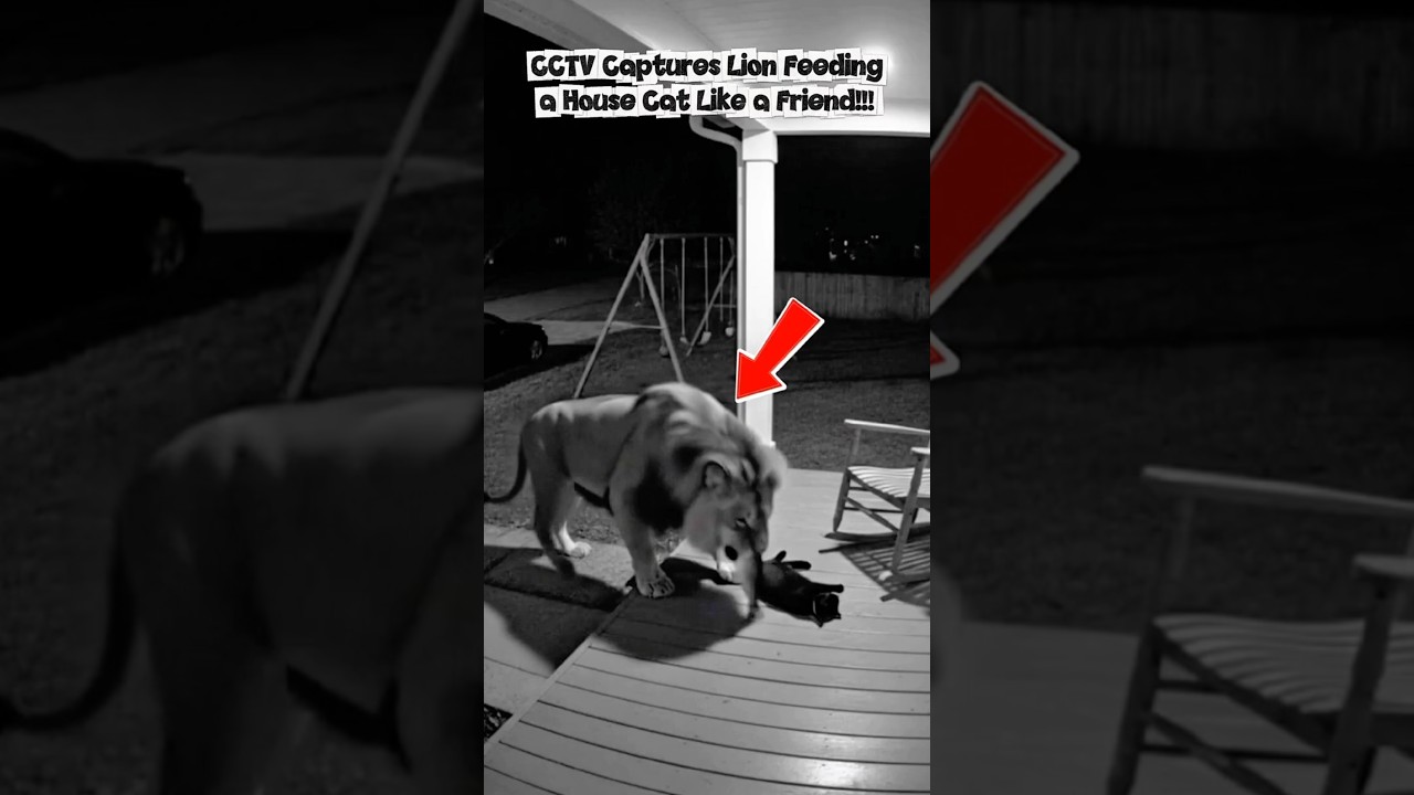 CCTV Records Heartwarming Moment: A Lion Gently Brings Fish to a Sleeping Cat!! 