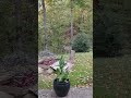Deer's SHOCKING Reaction When They Saw Me Coming!
