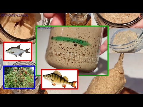 РЖАНАЯ Закваска - НАЧАЛО!!! Три правила. Советы по использованию.