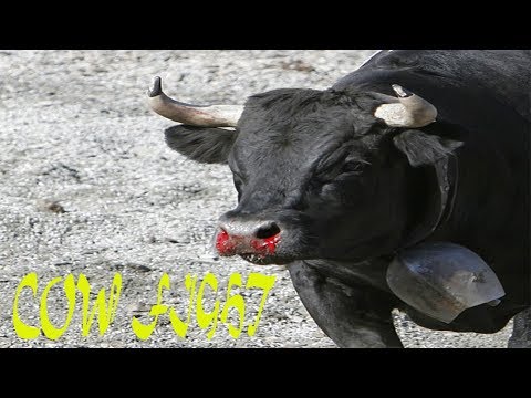 Video: „Hambaa“, „woof“, „hrgu Hrgu“: Gyvūnų Garsai Visame Pasaulyje - „Matador Network“