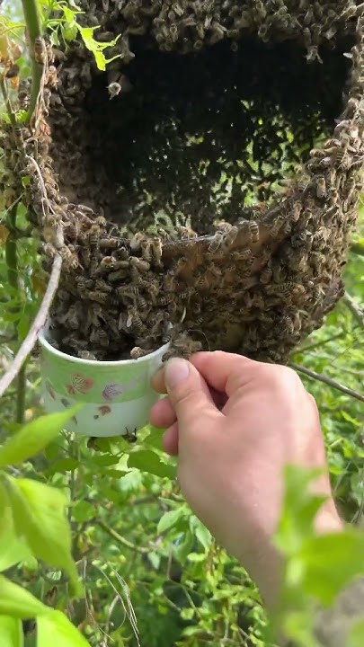 Чашечка с пчёлами - YouTube