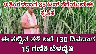 ಈ ತಳಿ 9 ತಿಂಗಳದಾಗ 85 ಟನ್ ಬೀಳತೈತಿ ಅಂತ, ಈಗ 15 ಗಣಿಕಿ ಆಗೇತಿ.