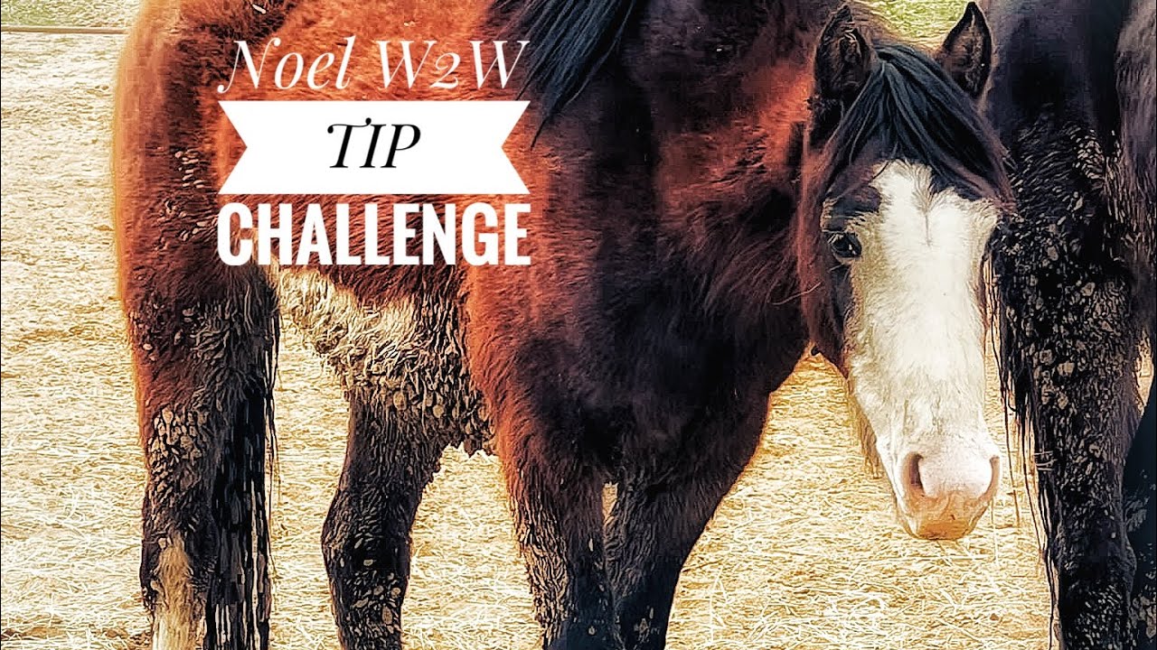 Teaching a horse to pick up their feet! YouTube