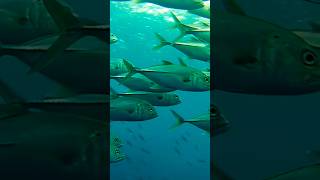 Carangue Core