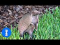 Cute ARMADILLO compilation - NEW 2019