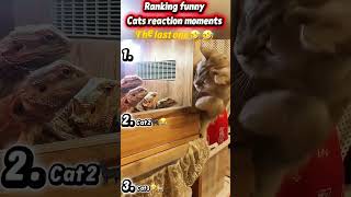I Laughed Harder With Every Cat Reaction! 😂🔥