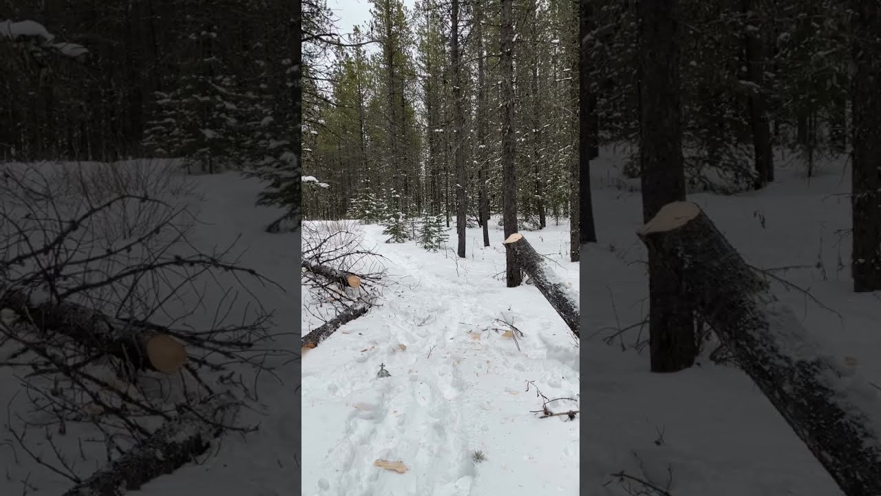 Boreal Forest Bushcraft 101- Tree Spring Surprise