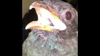 burung Tengkek Buto gacor tembakan rapat istimewa #Tengkek_buto