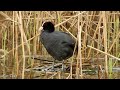 Лиска / Eurasian Coot