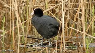 Лиска / Eurasian Coot