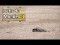 Voir des bbs tortues rejoindre la mer  dfi 1  nomades 20