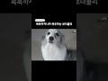 목욕하자하면 귀여움 폭주하는 보더콜리 반응
