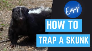 Best way to trap a skunk without getting sprayed!