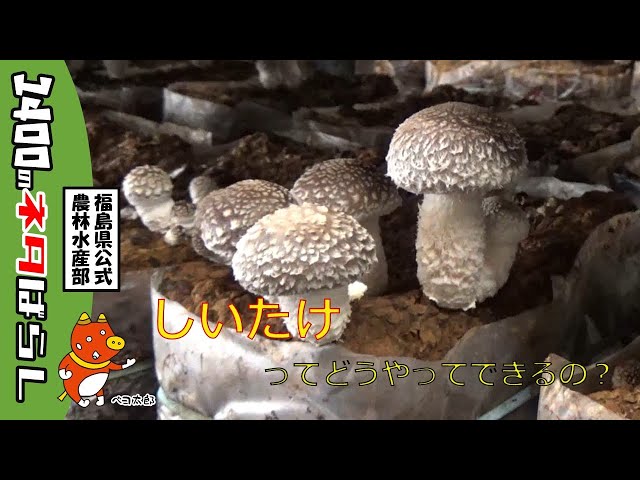 菌床しいたけができるまで - YouTube