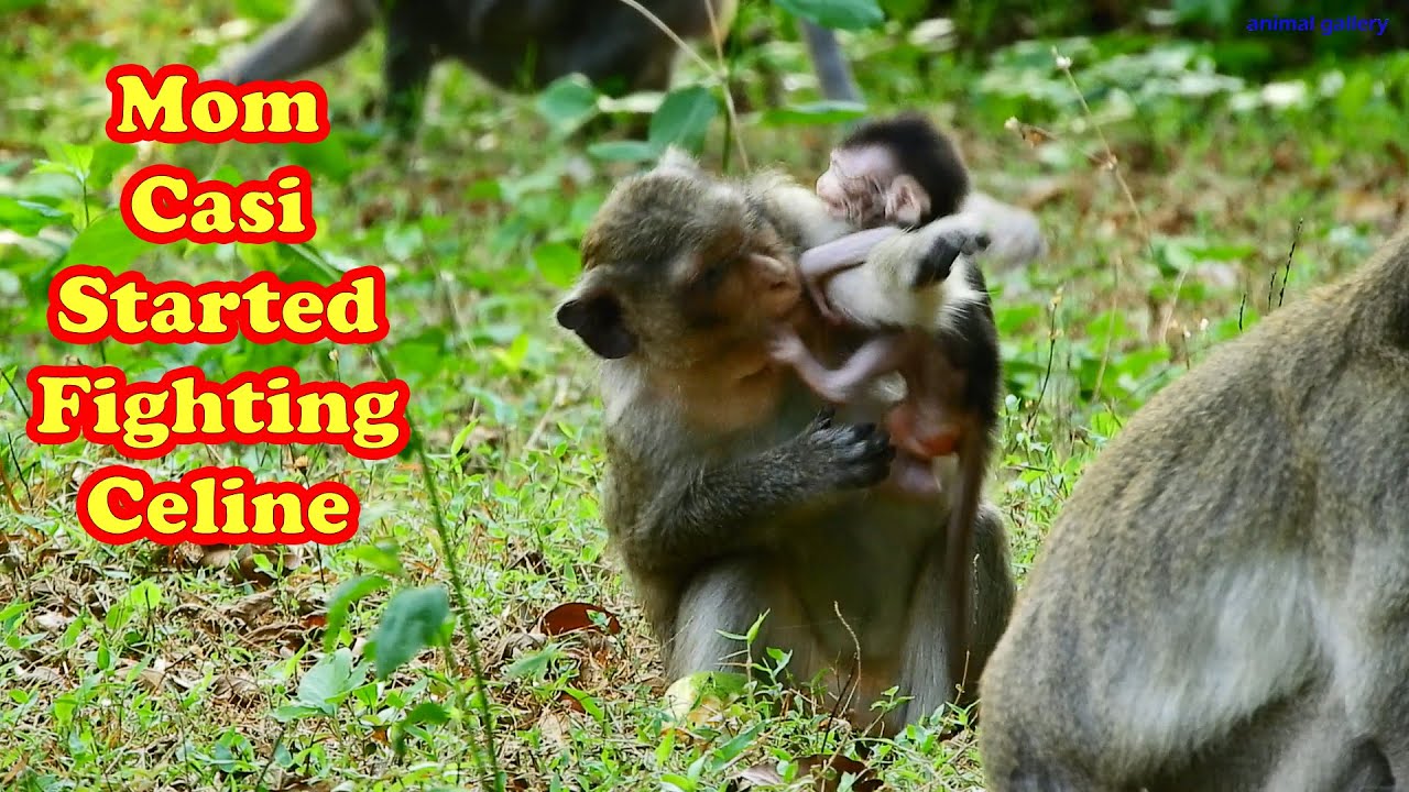 OMG! Mom Casi started to fight her own baby, Celine, cruelly