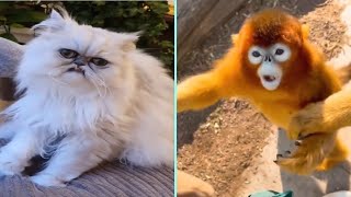 Funny/Cute Animal Videos Try Not To Laugh 13 🤣🐶😹 by New Level Creation 6 views 1 year ago 1 minute, 40 seconds