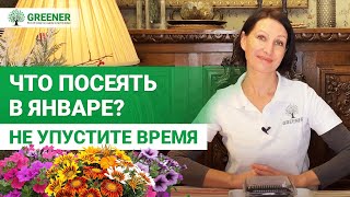 ЭТИ ЦВЕТЫ НУЖНО СЕЯТЬ СЕЙЧАС! Что посеять в январе?