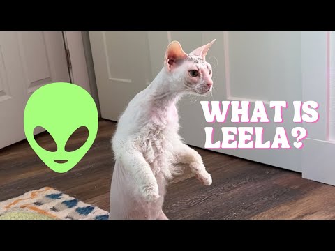 Leela’s fur EXPLAINED- The Hairy Hairless Cat!
