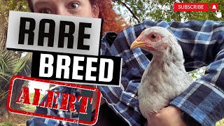 My rare Swedish Flower Hens | Backyard chickens
