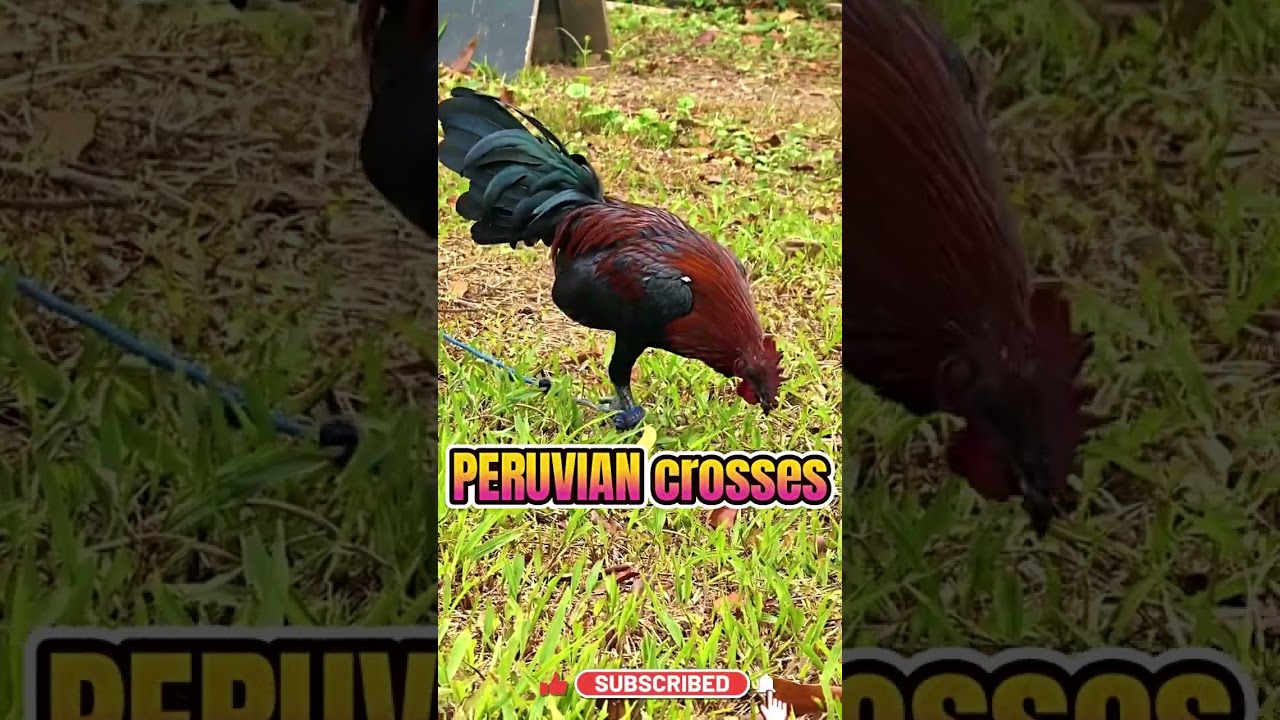Peruvian Crosses: Speed, Style & Killer Instinct in One Bloodline! 