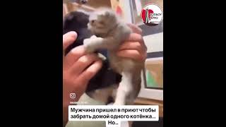 #shorts #shortvideo #youtubeshorts #funny #котята #лайк #рекомендации #топ #подпишись #красота