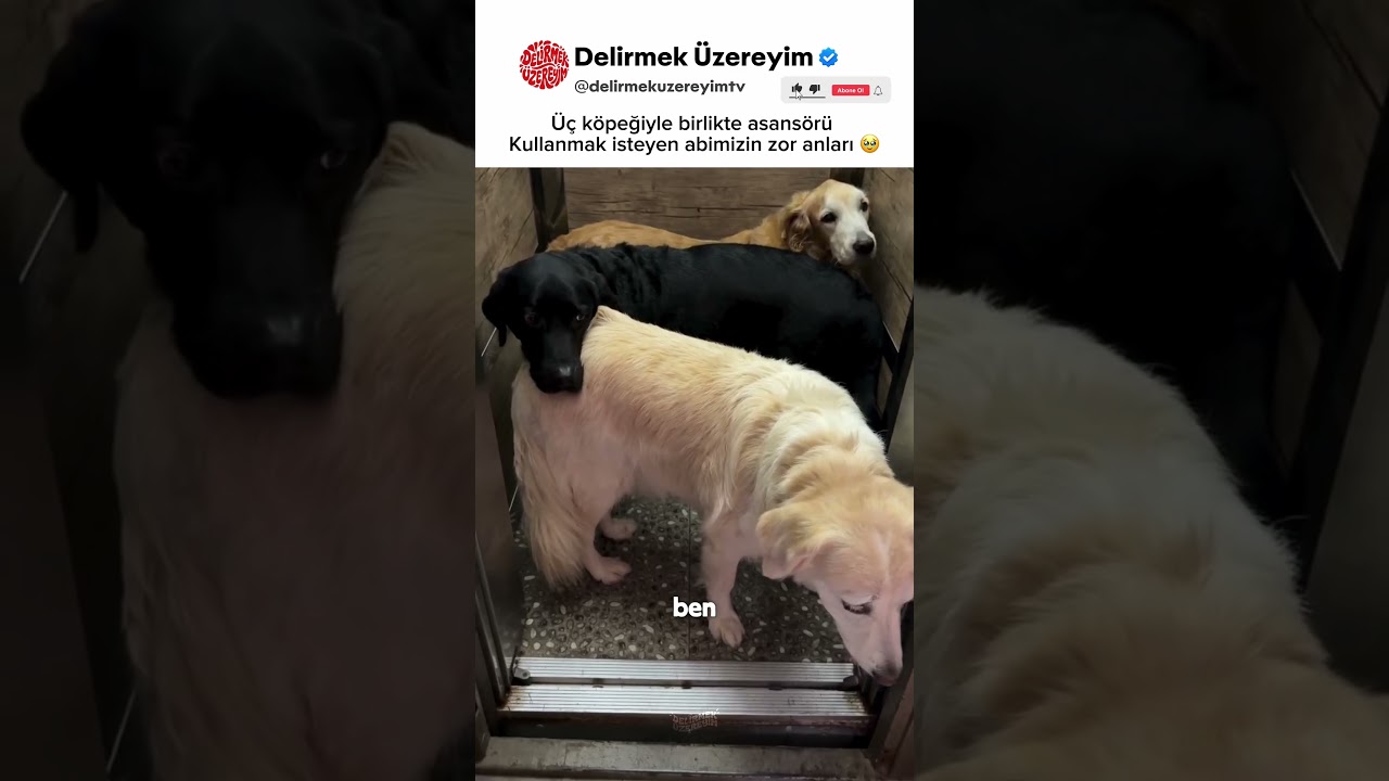 3 köpekle birlikte asansöre binmek 😂 #köpek #asansör #shorts