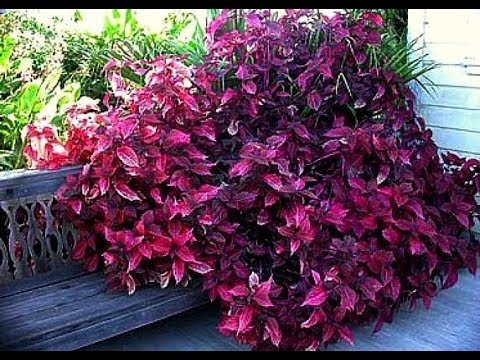 اسرار تكاثرنبات ارسين او دم العاشق او دم الغزال قناة تكنومكس م شريف فاروق