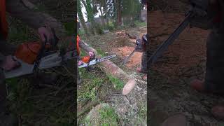 Ms500i 💥 #stihl #ms500i #500i #stihlpower #chainsawman