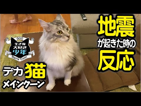 【メインクーン】地震が起きた時の大型猫の反応/ヘラクレスオオカブト