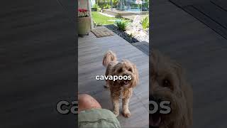 Meet The Cavapoo !