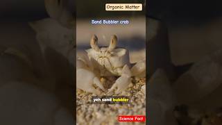 Sand Bubbler crab talent #sciencefacts #science #crabs #crabfacts #aniamls #beaches #sea