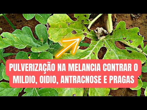 Vídeo: Tratando a Antracnose da Melancia - Como Gerenciar a Antracnose das Melancias