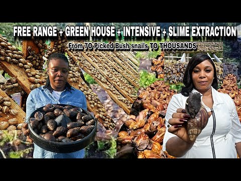 HOW SHE BUILT A MULTI MILLION SNAIL FARM FROM JUST 70 SNAILS SHE PICKED IN NIGERIA | 🇳🇬  FREE RANGE 