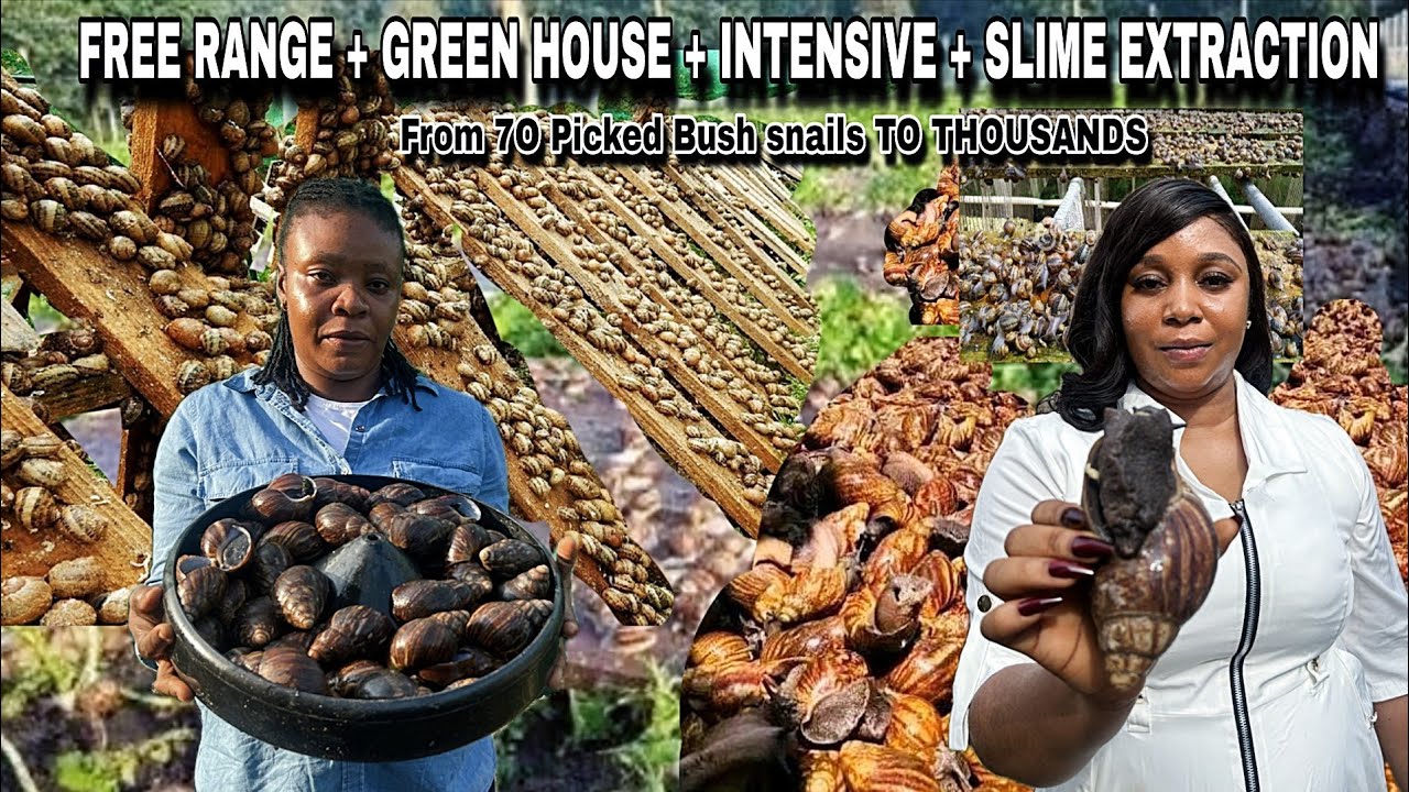 HOW SHE BUILT A MULTI MILLION SNAIL FARM FROM JUST 70 SNAILS SHE PICKED IN NIGERIA | 🇳🇬  FREE RANGE 