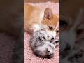 Corgi vs Kitten Play Fight